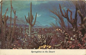 Springtime In The Desert Near Superstition Mountain Arizona Vintage Postcard