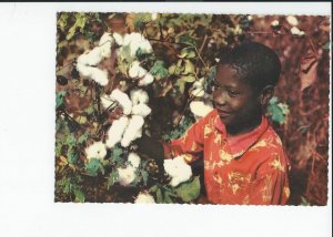 Handsome Young Man in a Mississippi Cotton field Postcard