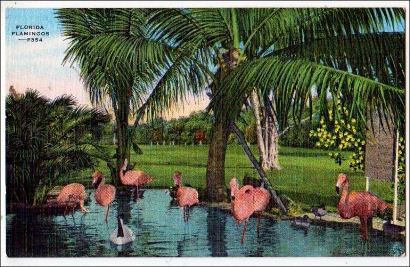 Florida Flamingos