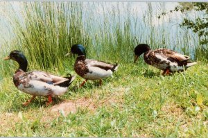 Mallard Ducks At Cedar Lakes Postcard