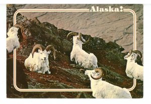 AK - Alaskan Dall Sheep   (continental size)