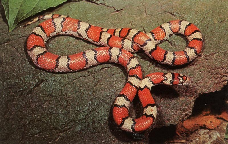 Snake - Red Milk Snake