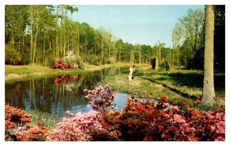 Postcard PARK SCENE Biloxi Mississippi MS AR4817