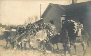 C-1910 Donkey's Firewood Load Work Animals RPPC real photo postcard 5748
