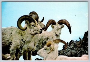 Dall Sheep, St Elias Range, Yukon Territories Canada,