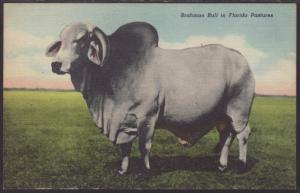 Brahman Bull in Florida Pastures Postcard