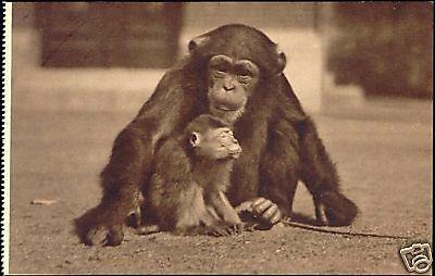 netherlands, ROTTERDAM, Blijdorp Zoo, CHIMPANZEE 20s