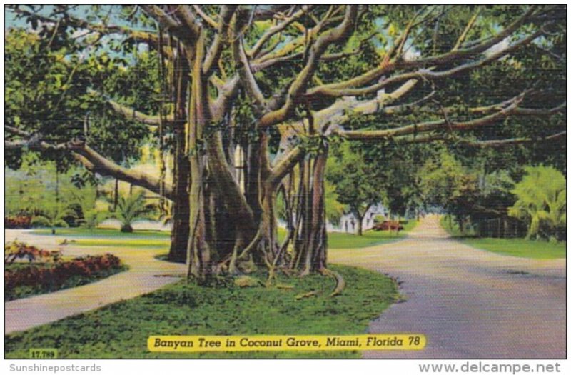 Florida Miami Banyan Tree In Coconut Tree