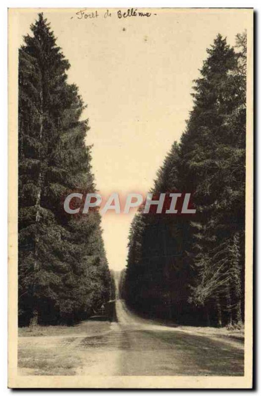 Old Postcard Foret De Belleme A beautiful alley forestry road Mortagne Belleme