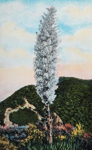 Yucca Palm Tree Spanish Dagger Plant CA Landscape Postcard