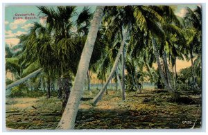 1917 Scenic View Cocoanuts Palm Beach Florida FL Vintage Antique Posted Postcard