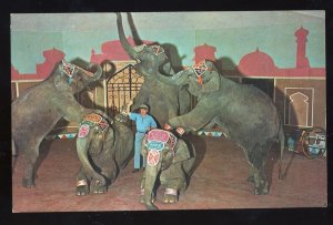 St Louis, Missouri/MO  Postcard, Zoological Garden, Elephants