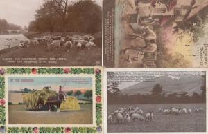 Where The Shepherd Tends His Flock Farming 4x Vintage Real Photo Postcard s