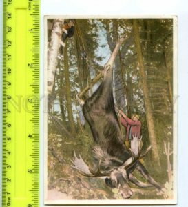 420835 GERMANY humans animals Canada ELK Hunt OLD Tobacco Card w/ ADVERTISING