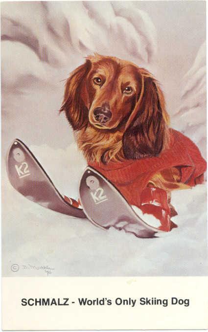 Schmalz-World's Only Skiing Dog, Long Haired Dachshund from 
