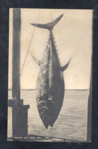 IPSWICH MASSACHUSETTS LARGE TUNA FISH CATCH FISHING VINTAGE POSTCARD