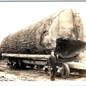 x2 LOT c1940s Washington Giant Trees RPPC Douglas Fir Log & Cedar Stump M&N A106