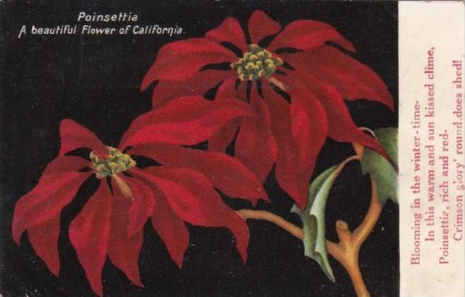 California Beautiful Blooming Poinsettia