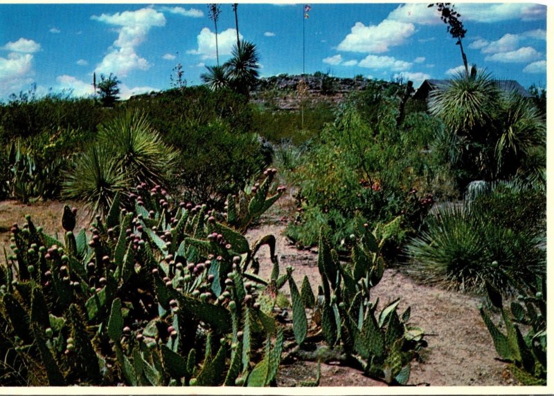 New Mexico Columbus Pancho Villa State Park Cactus