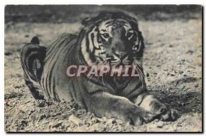 Old Postcard A Bengate Tiger Zoo, Bois de Vincennes Paris
