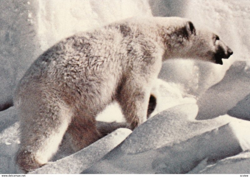 Polar Bear, Canada , 60-80s