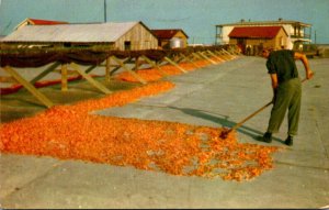 Fishing Sun Drying Shrimp In The South