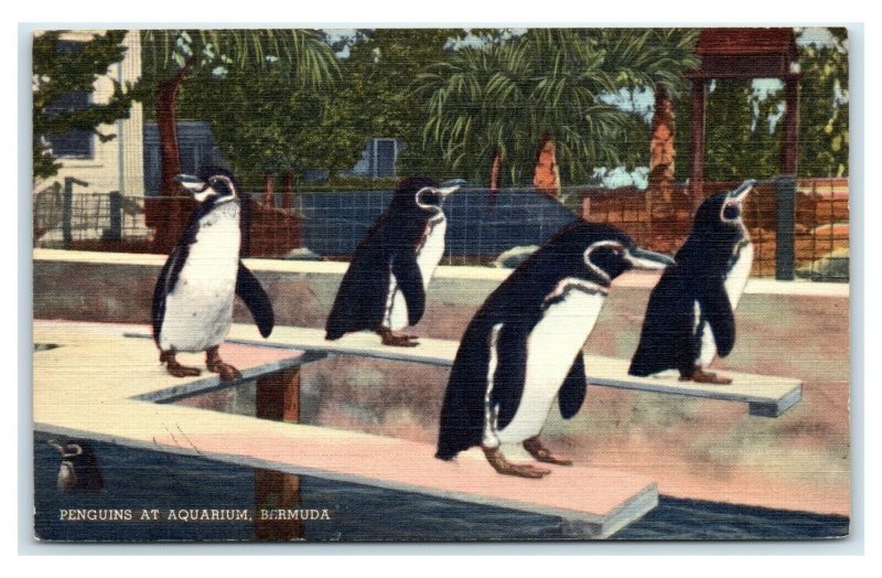 Postcard Penguins at Aquarium, Bermuda 1941 T9