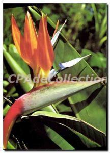 Postcard Modern Flores De Tenerife Pajaro Del Paraiso Strelitzia