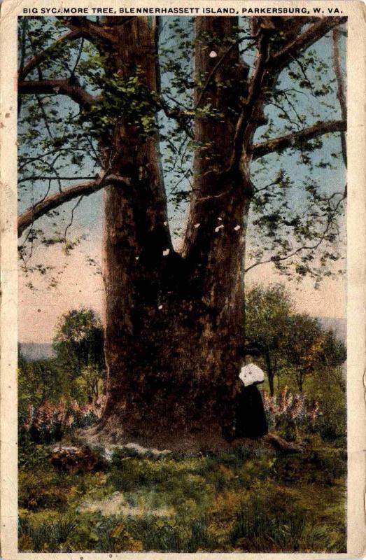 Woman with Big Sycamore Tree, Blennerhassett Island, Parkersburg WV Postcard F14