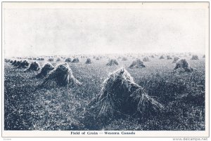 WESTERN CANADA, 1900-1910's; Field of Grain