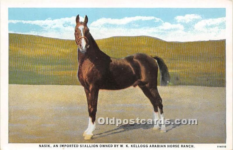 Nasik, Imported Stallion owned by W K Kellogg Arabian Horse Ranch Pomona, CA,...