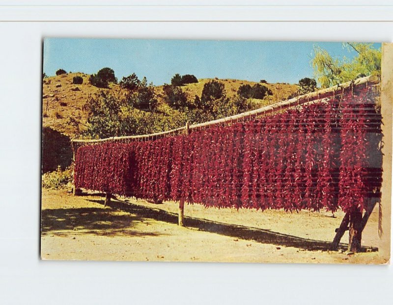 Postcard Chili Peppers Out To Dry, the Southwest