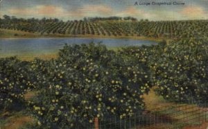 A Large Grapefruit Grove - Misc, Florida FL  