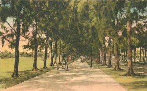 Palm Beach Florida Australian Pine Walks Albertype Clarkburn Postcard 21-6985