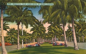 Vintage Postcard 1945 Beautiful Palm Trees Lined Drive in Sunny Florida FL