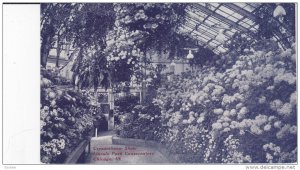 CHICAGO, Illinois, 1900-1910's; Crysantheum Show, Lincoln Park Conservatory