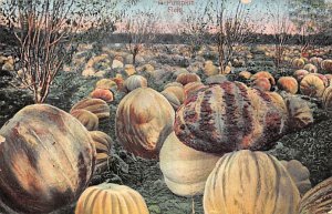 Pumpkin Field 1912 tear bottom edge