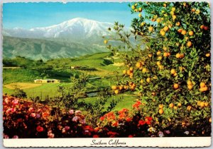 1979 Brilliant Flower Orange Snow-Capped Mountains California CA Posted Postcard