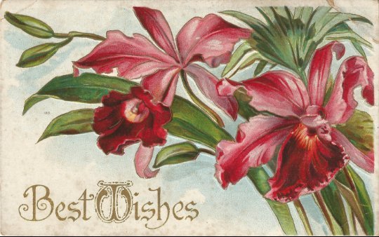 Ruby Red and Blush colored Lilies with Palm Frond Best Wishes Vintage Postcard