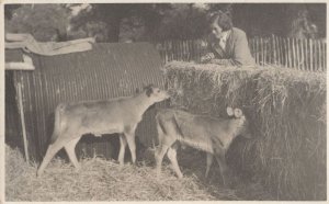 Goats On Farm Sender Knows Owner Birmingham Farming Postcard