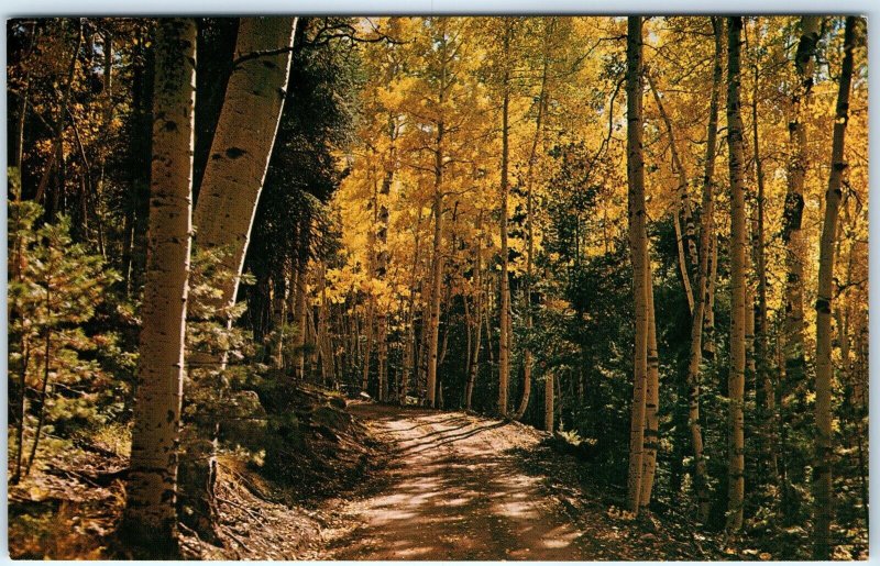 c1960s Flagstaff, AZ Aspen Trees Snow Bowl San Francisco Peaks Chrome PC A304