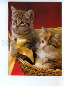 284811 Poland CATS old photo postcard