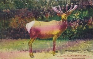 American Wapiti Elk With Antlers In Velvet New York Zoological Park