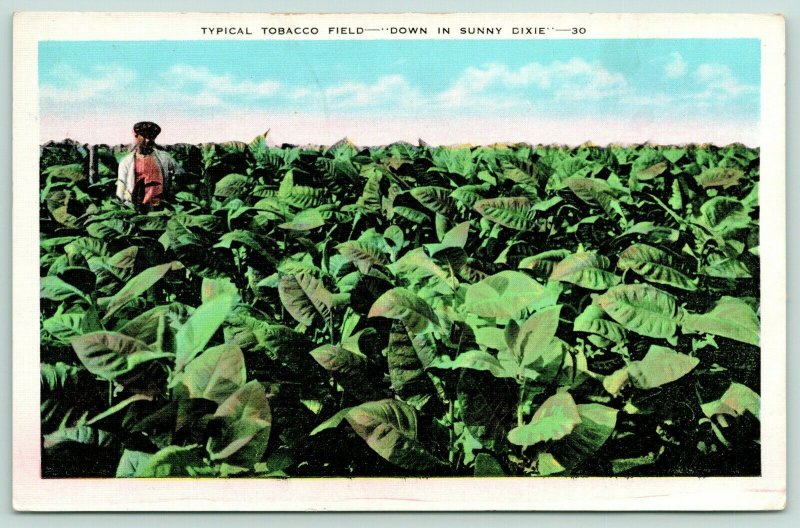 West Monroe Louisiana Postmark~Sunny Dixie Tobacco Field~Worker~1941 Linen 