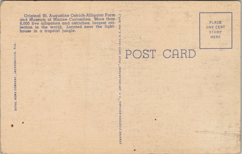 St Augustine FL Alligator & Ostrich Farm Linen Postcard G78