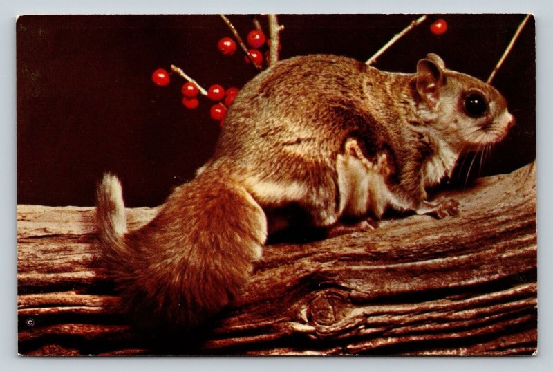Adorable Flying Squirrel Sitting on a Branch Vintage Postcard 0711