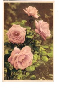 Rose, Swiss Flower Series