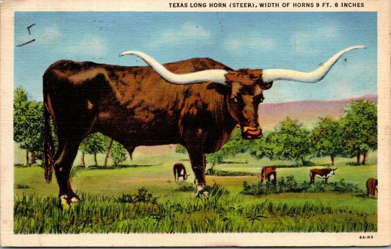 Vintage 1940's Texas Long Horn Steer Texas TX Linen Postcard