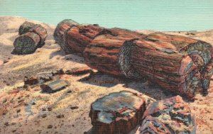 Vintage Postcard 1930's View of Giant Logs Rainbow & Petrified Forest Arizona AZ