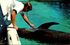 Florida Marineland Whale Getting Medical Check Up